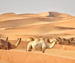 camels-in-the-united-arab-emirates-with-tracking-d-2026-03-20-00-45-04-utc.jpg